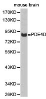 PDE4D Antibody - Western blot of extracts of mouse brain cell lines, using PDE4D antibody.
