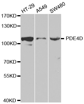 PDE4D Antibody - Western blot analysis of extracts of various cell lines, using PDE4D antibody at 1:1000 dilution. The secondary antibody used was an HRP Goat Anti-Rabbit IgG (H+L) at 1:10000 dilution. Lysates were loaded 25ug per lane and 3% nonfat dry milk in TBST was used for blocking.