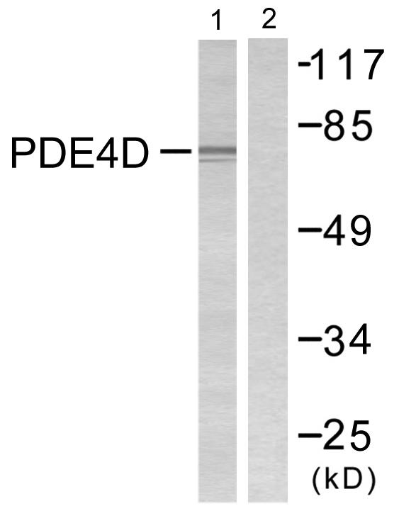 PDE4D Antibody - Western blot analysis of extracts from K562 cells, treated with H2O2 (100uM, 30mins), using PDE4D (Ab-190/53) antibody.