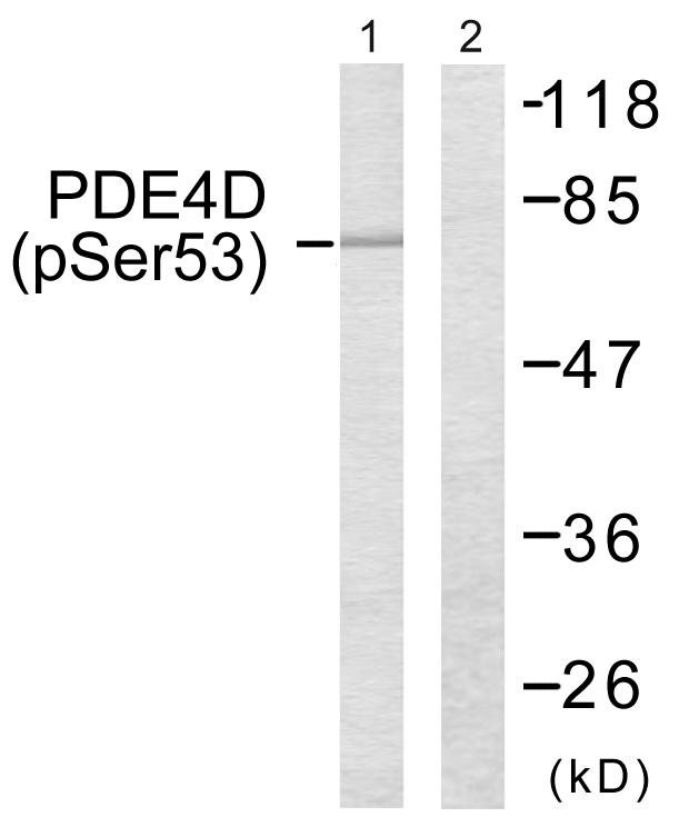 PDE4D Antibody - Western blot analysis of extracts from K562 cells, treated with H2O2 (100uM, 30mins), using PDE4D (Phospho-Ser190/53) antibody.