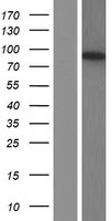 PDE4D Protein - Western validation with an anti-DDK antibody * L: Control HEK293 lysate R: Over-expression lysate