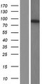 PDE4D Protein - Western validation with an anti-DDK antibody * L: Control HEK293 lysate R: Over-expression lysate