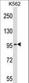 PDE6A / PDE6 Alpha Antibody - PDE6A Antibody western blot of K562 cell line lysates (35 ug/lane). The PDE6A antibody detected the PDE6A protein (arrow).