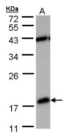 PDE6D / PDE6 Delta Antibody - Sample (30 ug of whole cell lysate). A: MOLT4 . 12% SDS PAGE. PDE6D antibody diluted at 1:1000
