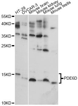 PDE6D / PDE6 Delta Antibody - Western blot analysis of extracts of various cell lines, using PDE6D antibody at 1:1000 dilution. The secondary antibody used was an HRP Goat Anti-Rabbit IgG (H+L) at 1:10000 dilution. Lysates were loaded 25ug per lane and 3% nonfat dry milk in TBST was used for blocking. An ECL Kit was used for detection and the exposure time was 10s.