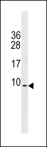 PDE6H Antibody - PDE6H Antibody western blot of mouse testis tissue lysates (35 ug/lane). The PDE6H antibody detected the PDE6H protein (arrow).
