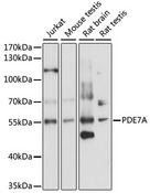 PDE7A Antibody - Western blot analysis of extracts of various cell lines, using PDE7A antibody at 1:1000 dilution. The secondary antibody used was an HRP Goat Anti-Rabbit IgG (H+L) at 1:10000 dilution. Lysates were loaded 25ug per lane and 3% nonfat dry milk in TBST was used for blocking. An ECL Kit was used for detection and the exposure time was 10s.