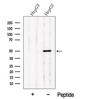 PDE7B Antibody - Western blot analysis of extracts of HepG2 cells using PDE7B antibody. The lane on the left was treated with blocking peptide.
