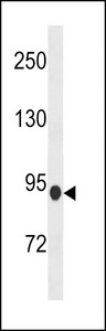 PDE8B Antibody - PDE8B Antibody western blot of mouse heart tissue lysates (35 ug/lane). The PDE8B antibody detected the PDE8B protein (arrow).