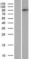 PDE8B Protein - Western validation with an anti-DDK antibody * L: Control HEK293 lysate R: Over-expression lysate