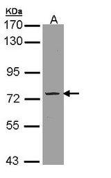 PDE9A Antibody - Sample (30 ug of whole cell lysate). A:293T. 7.5% SDS PAGE. Phosphodiesterase 9a / PDE9A antibody diluted at 1:3000
