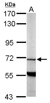 PDE9A Antibody - Sample (50 ug of whole cell lysate). A: Mouse brain. 7.5% SDS PAGE. Phosphodiesterase 9a / PDE9A antibody diluted at 1:1000.