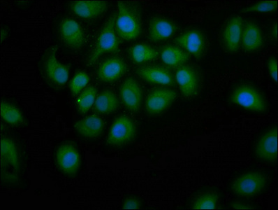 PDE9A Antibody - Immunofluorescence staining of A549 cells at a dilution of 1:200, counter-stained with DAPI. The cells were fixed in 4% formaldehyde, permeabilized using 0.2% Triton X-100 and blocked in 10% normal Goat Serum. The cells were then incubated with the antibody overnight at 4 °C.The secondary antibody was Alexa Fluor 488-congugated AffiniPure Goat Anti-Rabbit IgG (H+L) .