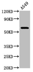 PDE9A Antibody - Positive Western Blot detected in A549 whole cell lysate. All lanes: PDE9A antibody at 3.9 µg/ml Secondary Goat polyclonal to rabbit IgG at 1/50000 dilution. Predicted band size: 69, 62, 55, 63, 58, 46, 59, 51, 45, 54, 62, 65, 66, 57 KDa. Observed band size: 69 KDa