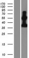 PDE9A Protein - Western validation with an anti-DDK antibody * L: Control HEK293 lysate R: Over-expression lysate