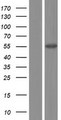 PDE9A Protein - Western validation with an anti-DDK antibody * L: Control HEK293 lysate R: Over-expression lysate