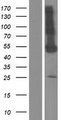 PDE9A Protein - Western validation with an anti-DDK antibody * L: Control HEK293 lysate R: Over-expression lysate