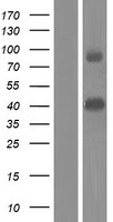 PDE9A Protein - Western validation with an anti-DDK antibody * L: Control HEK293 lysate R: Over-expression lysate