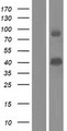 PDE9A Protein - Western validation with an anti-DDK antibody * L: Control HEK293 lysate R: Over-expression lysate