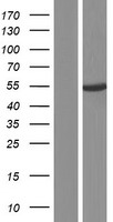 PDE9A Protein - Western validation with an anti-DDK antibody * L: Control HEK293 lysate R: Over-expression lysate