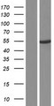 PDE9A Protein - Western validation with an anti-DDK antibody * L: Control HEK293 lysate R: Over-expression lysate