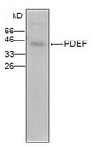 PDEF / SPDEF Antibody