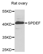PDEF / SPDEF Antibody - Western blot analysis of extracts of Rat ovary cells.