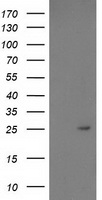 PDF / PLAB Antibody - HEK293T cells were transfected with the pCMV6-ENTRY control (Left lane) or pCMV6-ENTRY PDF (Right lane) cDNA for 48 hrs and lysed. Equivalent amounts of cell lysates (5 ug per lane) were separated by SDS-PAGE and immunoblotted with anti-PDF.