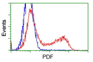 PDF / PLAB Antibody - HEK293T cells transfected with either overexpress plasmid (Red) or empty vector control plasmid (Blue) were immunostained by anti-PDF antibody, and then analyzed by flow cytometry.