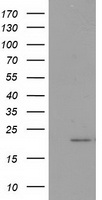 PDF / PLAB Antibody - HEK293T cells were transfected with the pCMV6-ENTRY control (Left lane) or pCMV6-ENTRY PDF (Right lane) cDNA for 48 hrs and lysed. Equivalent amounts of cell lysates (5 ug per lane) were separated by SDS-PAGE and immunoblotted with anti-PDF.