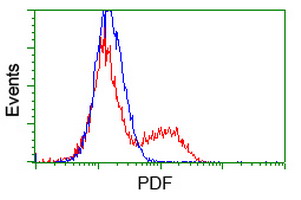 PDF / PLAB Antibody - HEK293T cells transfected with either overexpress plasmid (Red) or empty vector control plasmid (Blue) were immunostained by anti-PDF antibody, and then analyzed by flow cytometry.