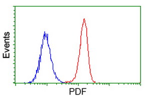 PDF / PLAB Antibody - Flow cytometry of HeLa cells, using anti-PDF antibody (Red), compared to a nonspecific negative control antibody (Blue).