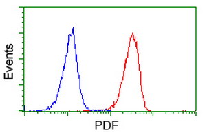PDF / PLAB Antibody - Flow cytometry of Jurkat cells, using anti-PDF antibody (Red), compared to a nonspecific negative control antibody (Blue).
