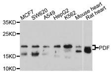 PDF / PLAB Antibody - Western blot analysis of extracts of various cell lines, using PDF antibody at 1:1000 dilution. The secondary antibody used was an HRP Goat Anti-Rabbit IgG (H+L) at 1:10000 dilution. Lysates were loaded 25ug per lane and 3% nonfat dry milk in TBST was used for blocking. An ECL Kit was used for detection and the exposure time was 30s.