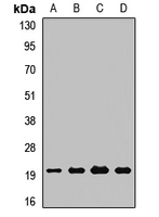 PDF / PLAB Antibody