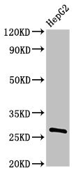 PDF / PLAB Antibody - Positive Western Blot detected in HepG2 whole cell lysate. All lanes: PDF antibody at 3 µg/ml Secondary Goat polyclonal to rabbit IgG at 1/50000 dilution. Predicted band size: 28 KDa. Observed band size: 28 KDa