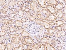 PDF / PLAB Antibody - Immunochemical staining of human PDF in human kidney with rabbit polyclonal antibody at 1:100 dilution, formalin-fixed paraffin embedded sections.