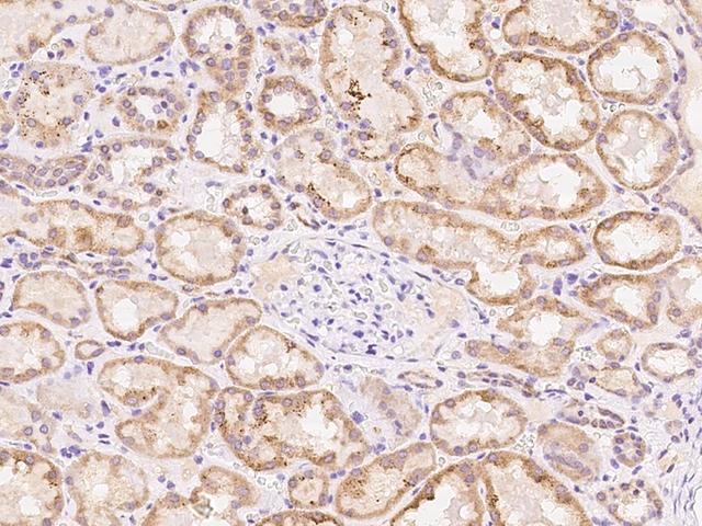 PDF / PLAB Antibody - Immunochemical staining of human PDF in human kidney with rabbit polyclonal antibody at 1:100 dilution, formalin-fixed paraffin embedded sections.