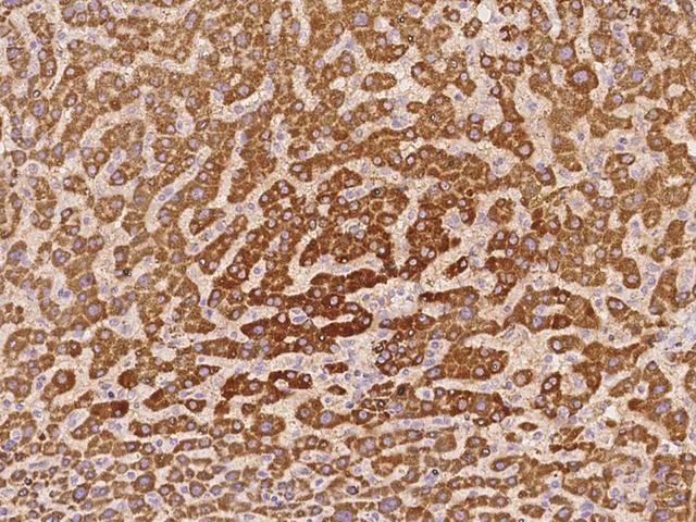 PDF / PLAB Antibody - Immunochemical staining of human PDF in human liver with rabbit polyclonal antibody at 1:100 dilution, formalin-fixed paraffin embedded sections.