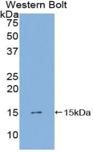 PDGF-AA Antibody - Western blot of recombinant PDGFA / PDGF-A.  This image was taken for the unconjugated form of this product. Other forms have not been tested.