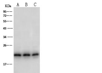 PDGF-AA Antibody - Anti-PDGFA rabbit polyclonal antibody at 1:500 dilution. Lane A: U937 Whole Cell Lysate. Lane B: HL60 Whole Cell Lysate. Lane C: Jurkat Whole Cell Lysate. Lysates/proteins at 30 ug per lane. Secondary: Goat Anti-Rabbit IgG (H+L)/HRP at 1/10000 dilution. Developed using the ECL technique. Performed under reducing conditions. Predicted band size: 24 kDa. Observed band size: 24 kDa.
