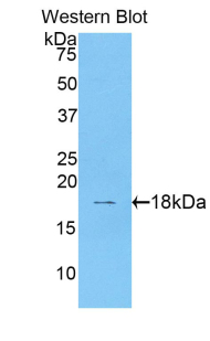 PDGF-BB Antibody - Western blot of recombinant PDGF-BB / PDGFB.  This image was taken for the unconjugated form of this product. Other forms have not been tested.