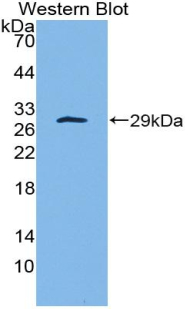 PDGF-BB Antibody - Western Blot; Sample: Recombinant protein.
