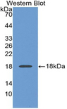 PDGF-BB Antibody - Western blot of recombinant PDGF-BB / PDGFB.