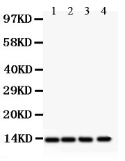 PDGF-BB Antibody - PDGF beta antibody Western blot. All lanes: Anti PDGF beta at 0.5 ug/ml. Lane 1: Rat Cardiac Muscle Tissue Lysate at 50 ug. Lane 2: Rat Brain Tissue Lysate at 50 ug. Lane 3: Mouse Cardiac Muscle Tissue Lysate at 50 ug. Lane 4: HELA Whole Cell Lysate at 40 ug. Predicted band size: 27 kD. Observed band size: 13 kD.