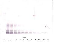 PDGF-BB Antibody - Western Blot (non-reducing) of PDGF-BB / PDGFB antibody