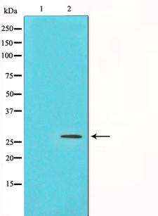 PDGF-BB Antibody - Western blot analysis on NIH-3T3 cell lysates using PDGFB antibody. The lane on the left is treated with the antigen-specific peptide.