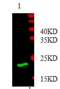 PDGF-BB Antibody - Immunodetection Analysis: Representative blot from a previous lot. Lane 1, recombinant protein PDGFbeta. The membrane blot was probed with anti- PDGFbeta primary antibody (0.2 µg/ml). Proteins were visualized using a Donkey anti-rabbit secondary antibody conjugated to IRDye 800CW detection system. Arrows indicate recombinant protein PDGFbeta from E.coli cell (12kDa).
