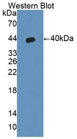 PDGF-CC Antibody - Western Blot; Sample: Recombinant protein.