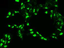 PDGF-CC Antibody - Immunofluorescence staining of PDGFC in HepG2 cells. Cells were fixed with 4% PFA, permeabilzed with 0.1% Triton X-100 in PBS, blocked with 10% serum, and incubated with rabbit anti-human PDGFC monoclonal antibody (dilution ratio 1:60) at 4°C overnight. Then cells were stained with the Alexa Fluor 488-conjugated Goat Anti-rabbit IgG secondary antibody (green). Positive staining was localized to Nucleus and Cytoplasm .